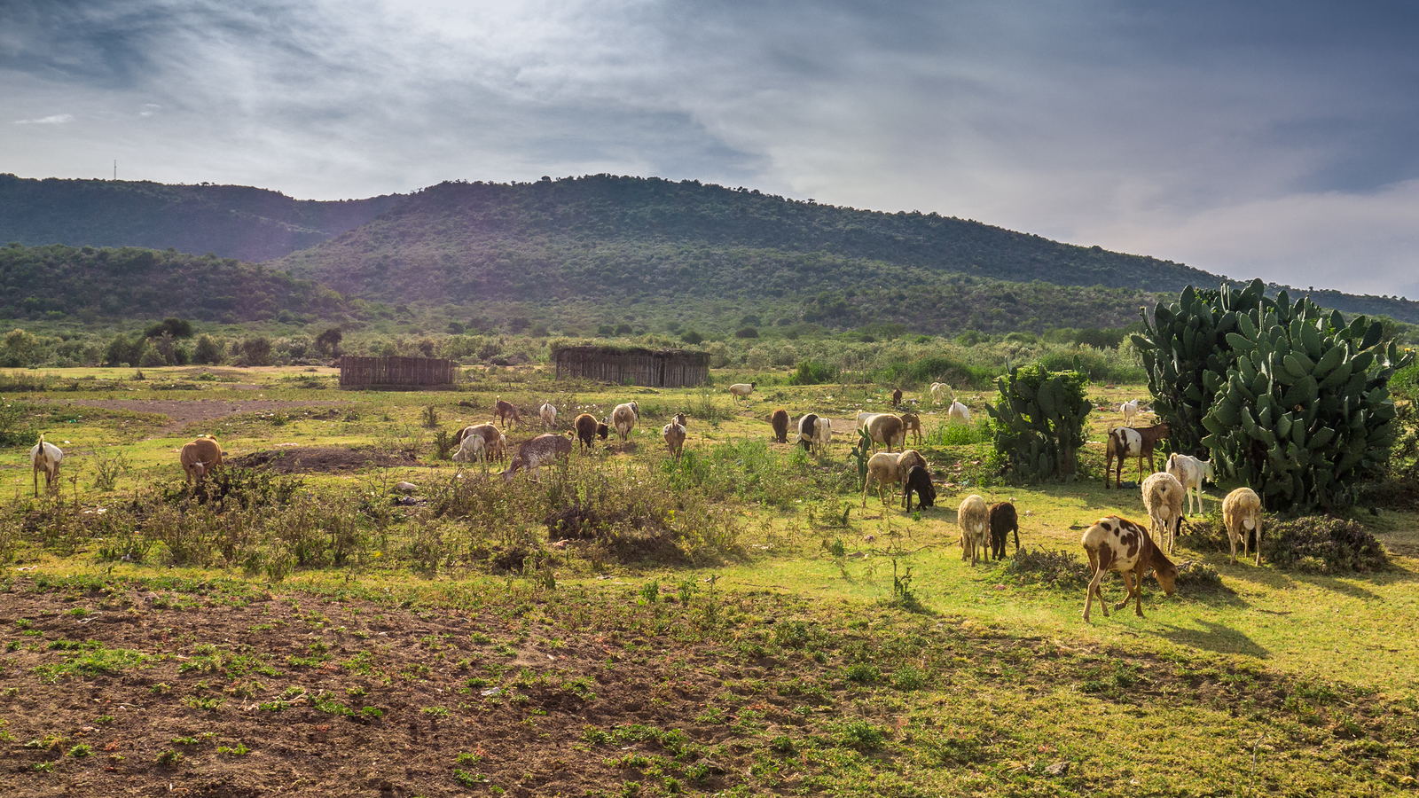 The sun sunk lower as we walked through the Loita Hills on our walk to our camping spot for the night. goats on the plains