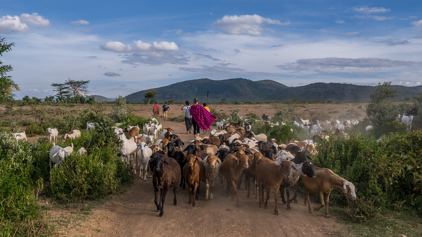 Walking the Maasai Mara in search of our camping spot for the night — we hit a goat traffic jam. Walking the Maasai Mara in search of our camping spot for the night — we hit a goat traffic jam.