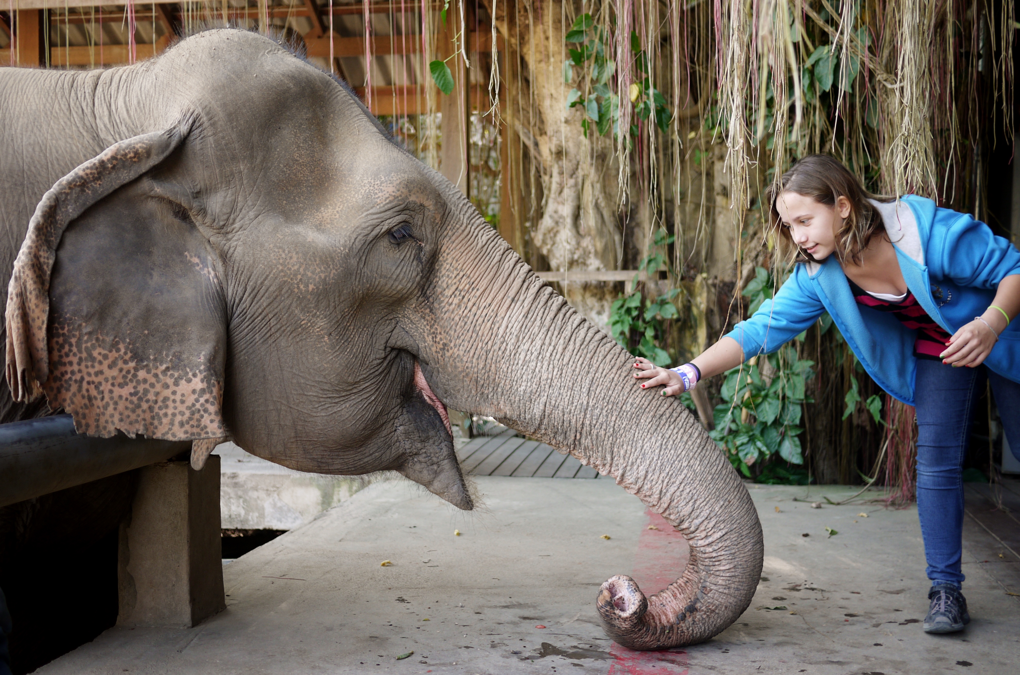 Elephant Nature Park chiang mai,