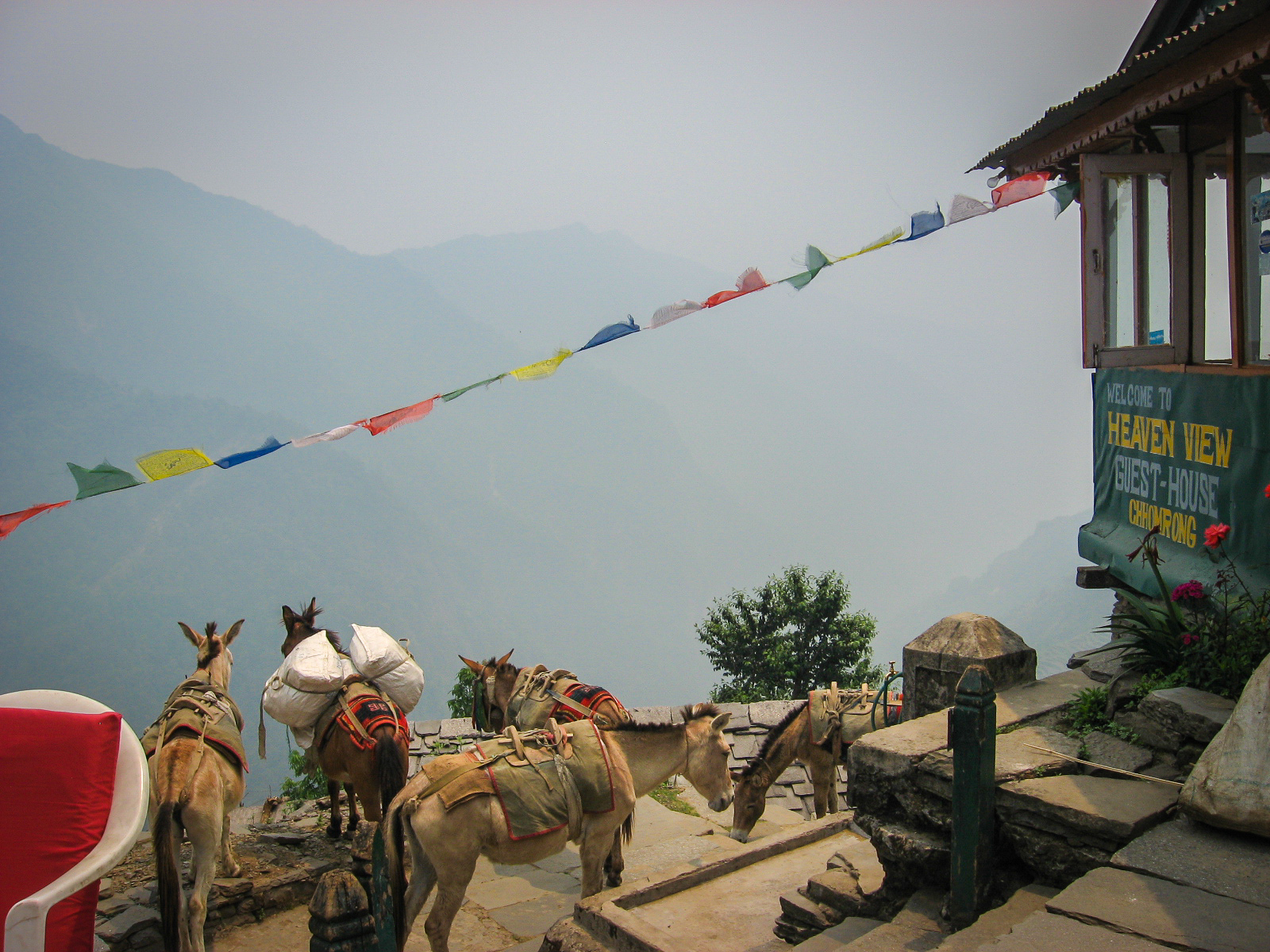 The donkeys were also taking a break as we stopped for lunch high in the Himalayas with just misty, hazy sunshine for company. donkeys hauling goods on our trek