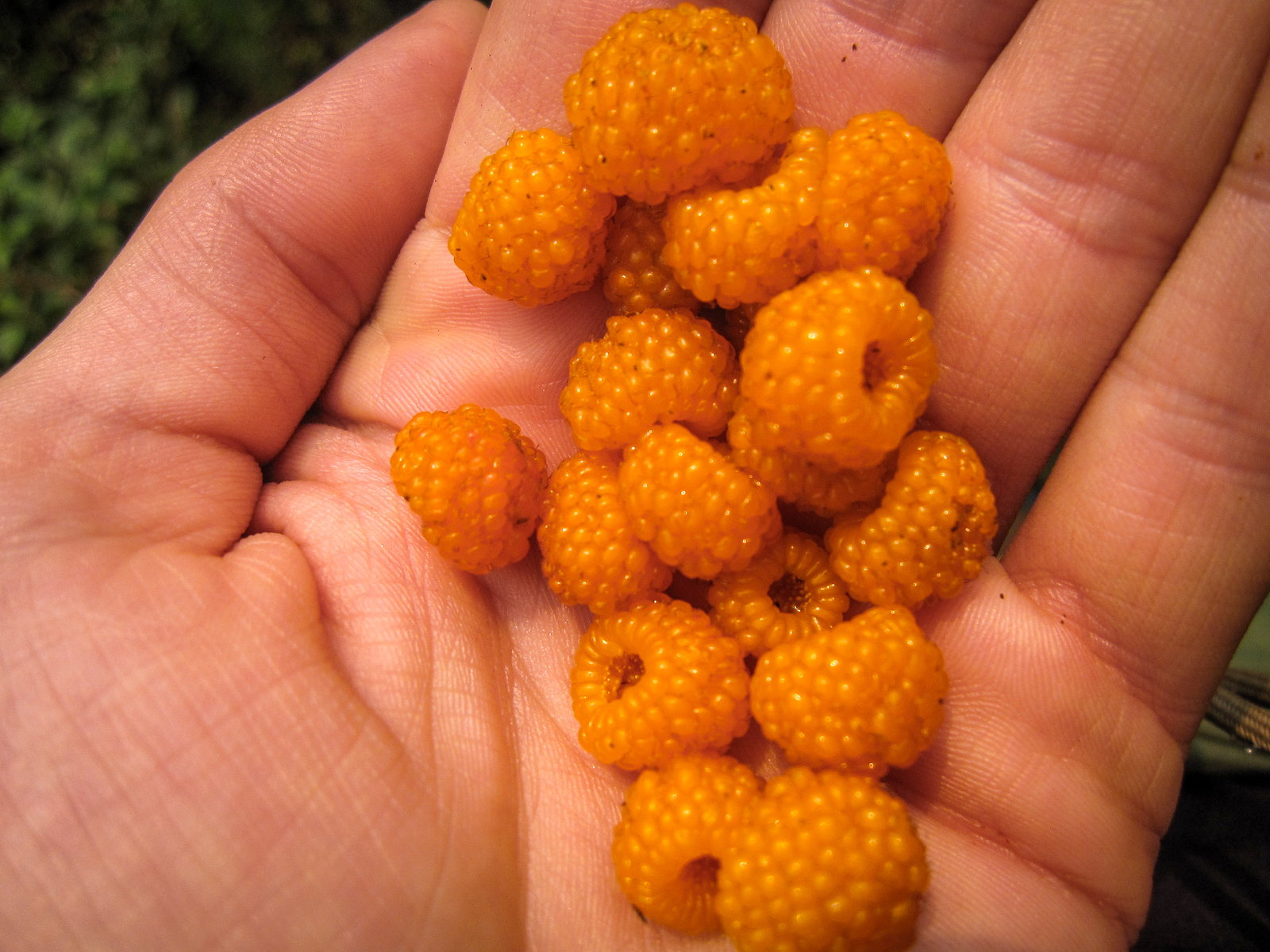 Special berries along the way were our treat when we could find them. :) berry picking while trekking in the annapurna circuit