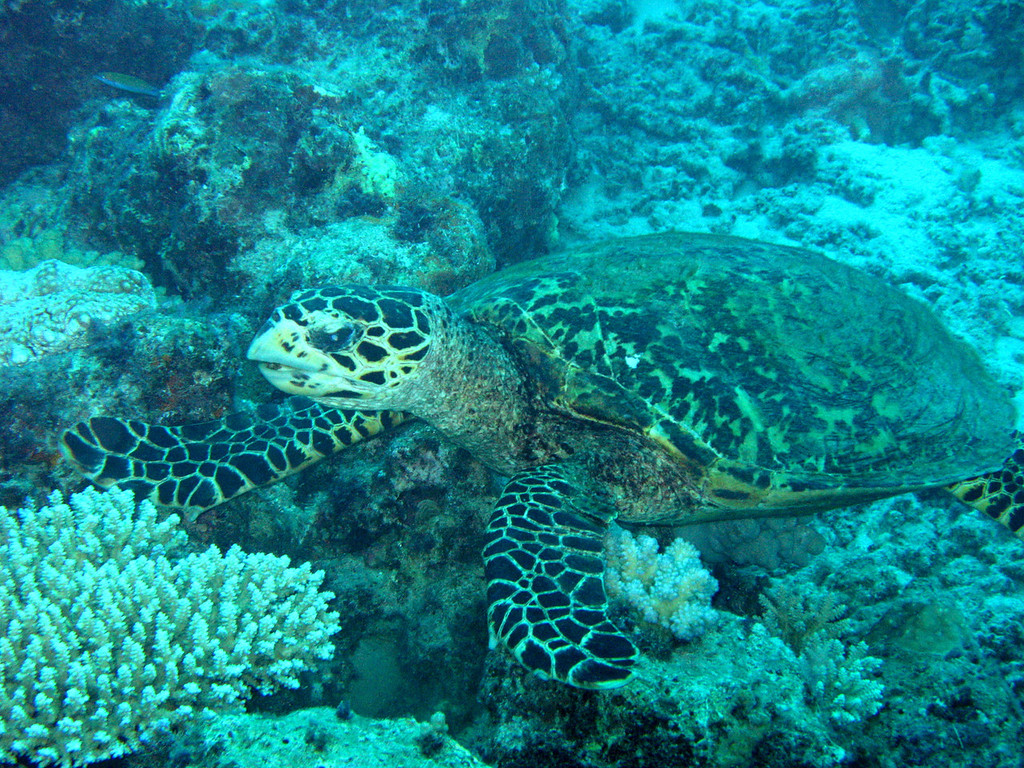 Sea Turtles on the Great Barrier Reef! turtle on the Great Barrier Reef